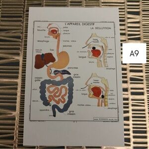 French Language Single Postcard Art - Vintage Anatomy - Digestive System A9